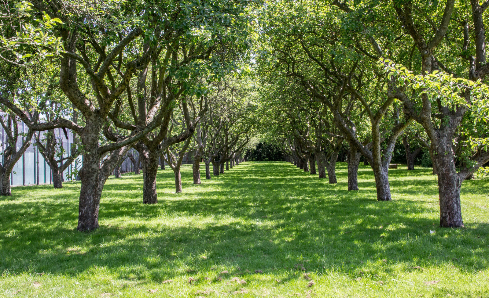 Orchard at Bethlem Royal Hospital