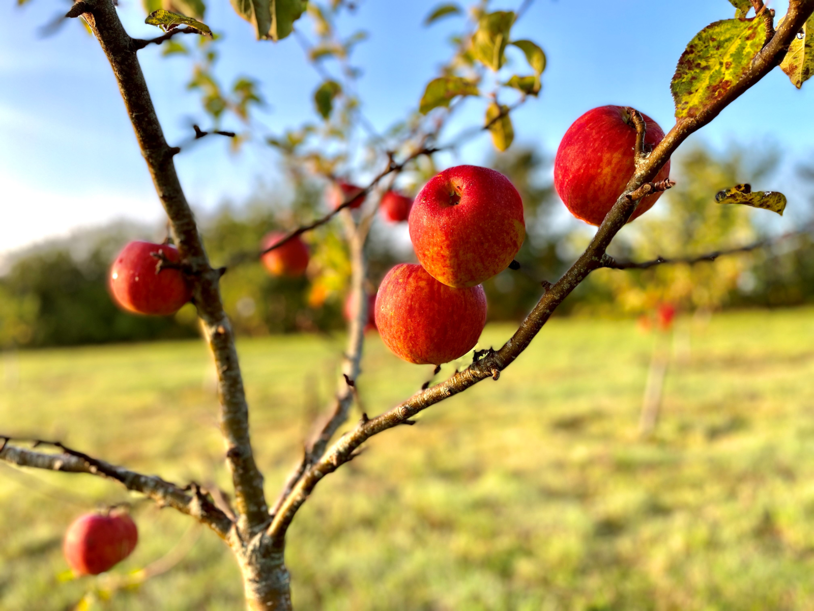 Apple tree at New Leaf orchard, Devon Partnership NHS Trust, 2022