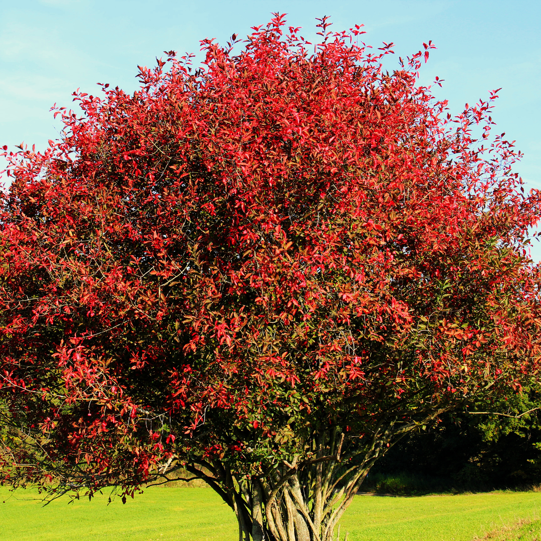 Spindle. All rights reserved.