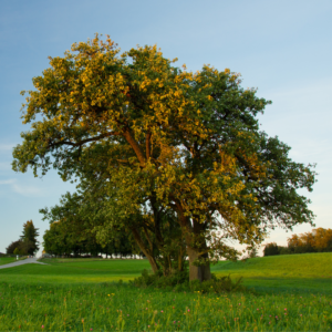 Crab apple. All rights reserved.