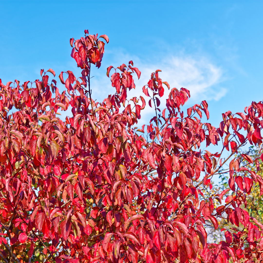 Dogwood. All rights reserved.