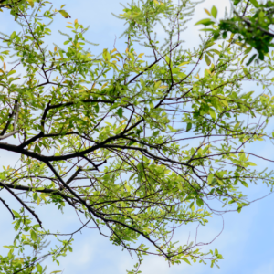 Goat Willow. All rights reserved.