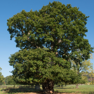 Oak. All rights reserved.