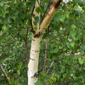 Silver birch. All rights reserved.