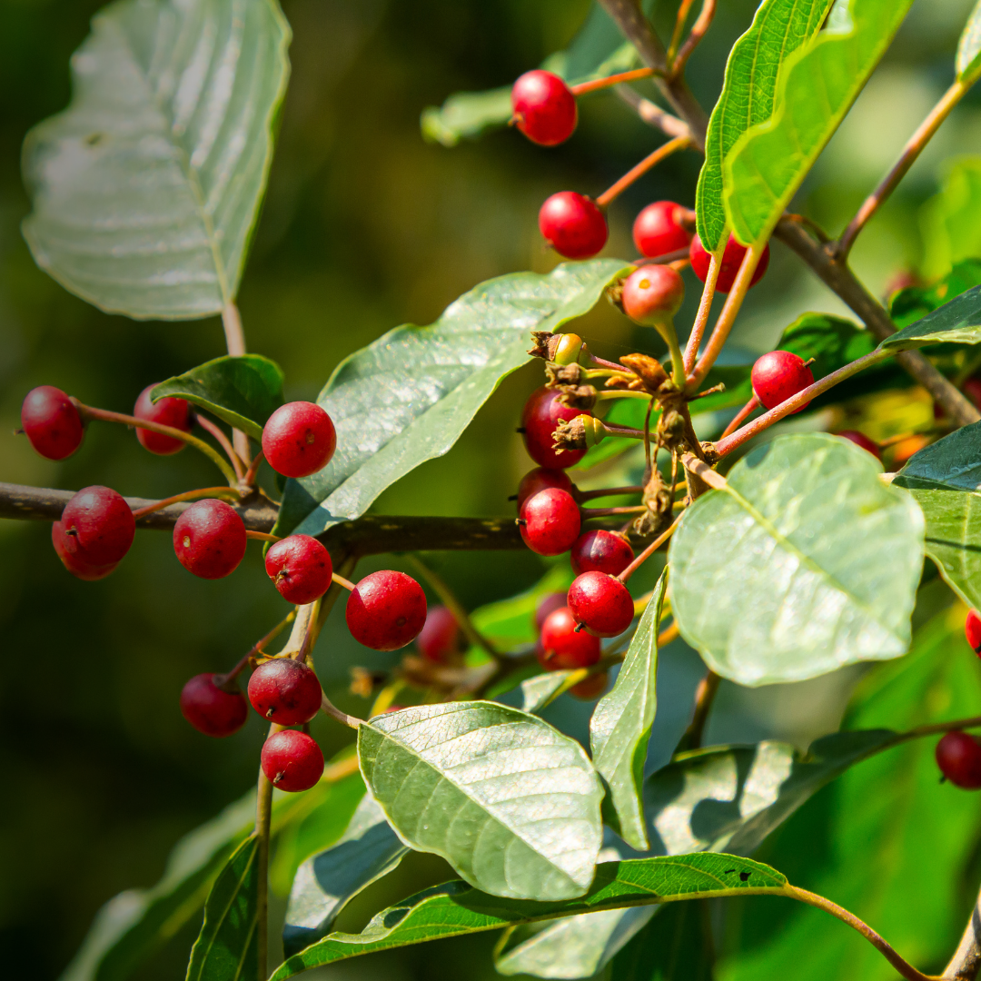 Alder buckthorn. All rights reserved.