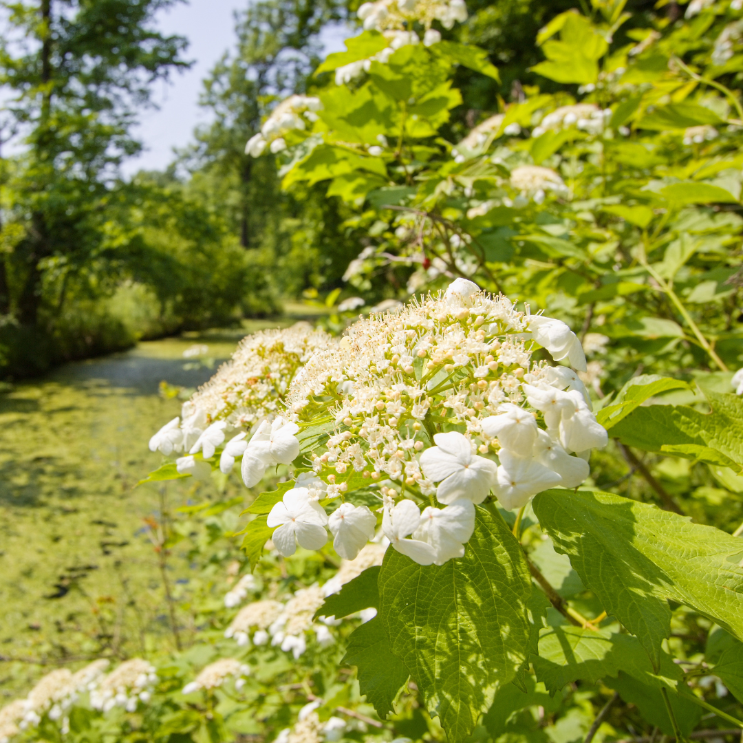 Guelder rose. All rights reserved.