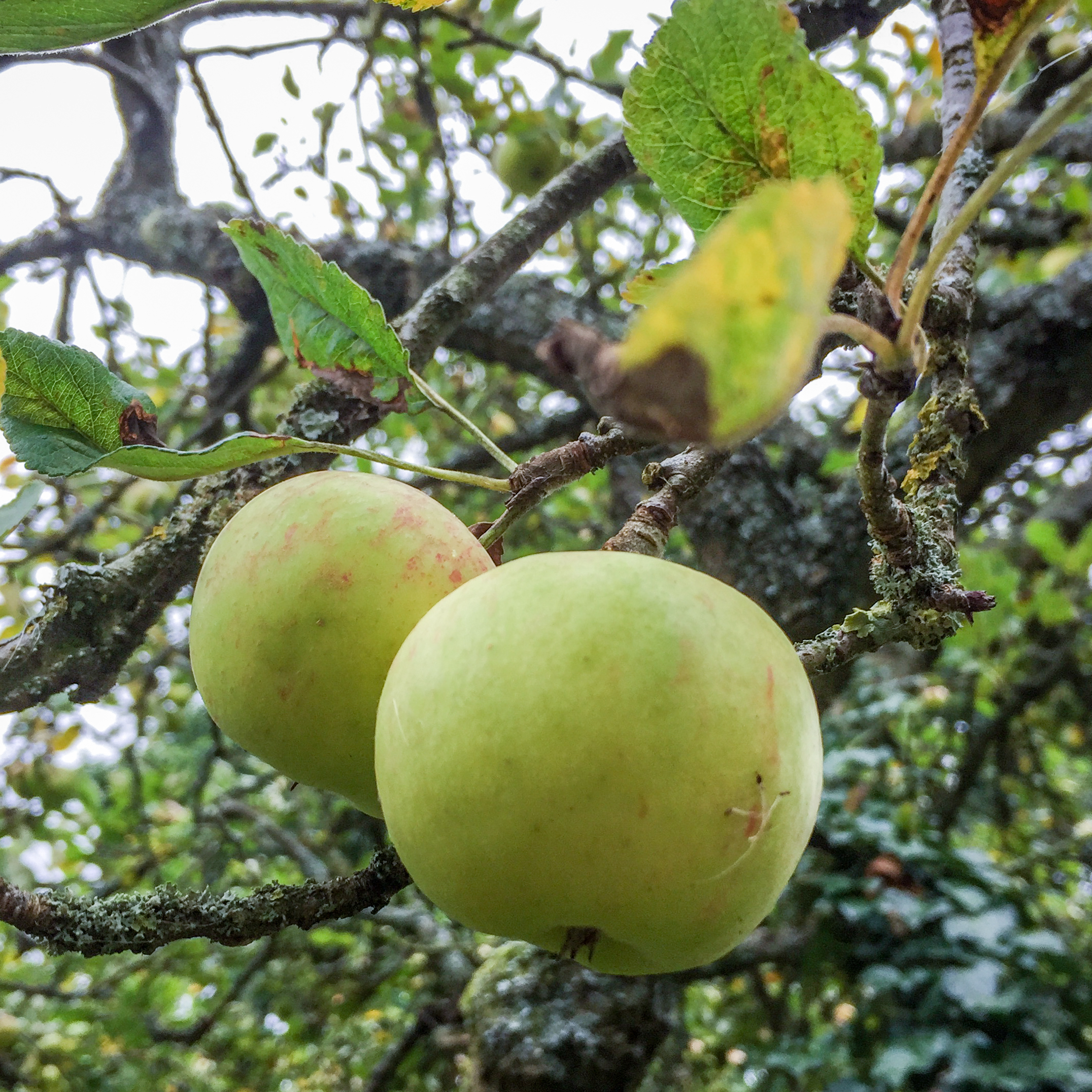 Orchard on Warneford Meadow near Warneford Hospital, Oxford. Photo: Carey Newson