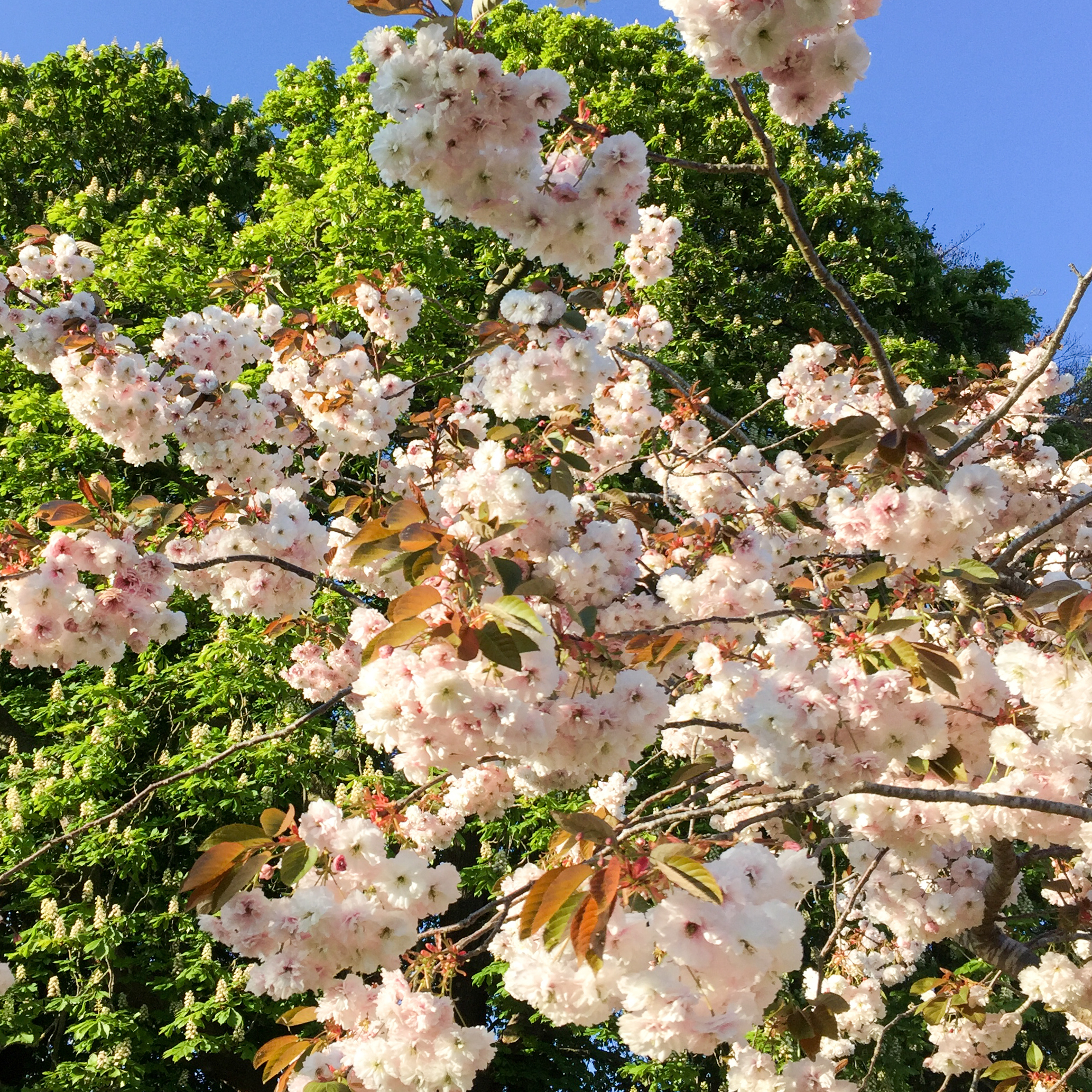 Blossom, Oxford. Photo: Carey Newson, 2020.