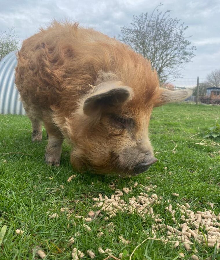 Pig at Darwin Nurderies. Photo: Darwin Nurseries. All rights reserved.