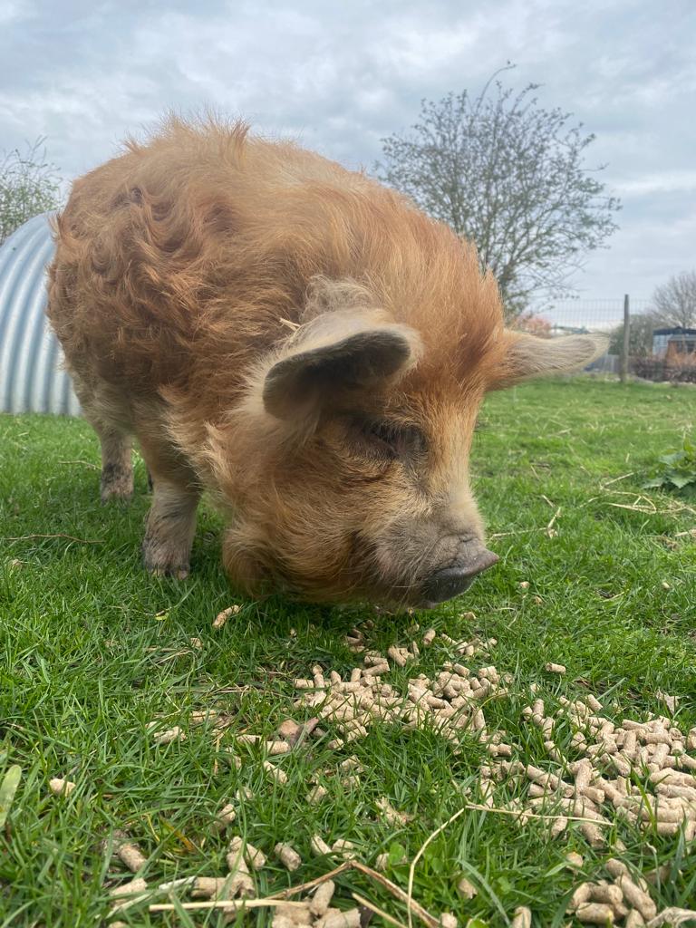 Pig at Darwin Nurderies. Photo: Darwin Nurseries. All rights reserved.