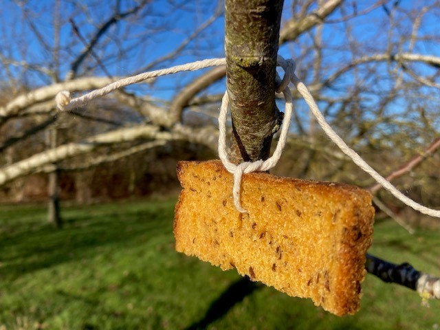 Bread hanging in trees at a wassail. Darwin Nursery with permission.